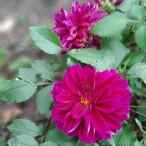 Meet your Posher, Donnie